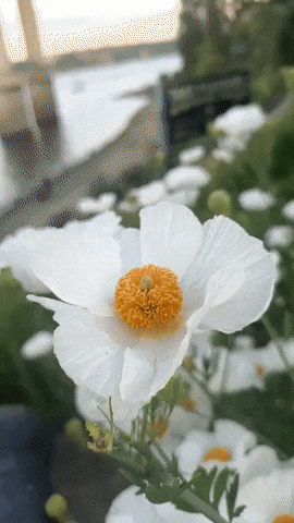 Spring Portland GIF by EDGARDUDE