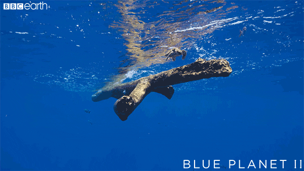 blue planet ocean GIF by BBC Earth