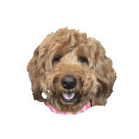 Puppy Penny Sticker by Angel Competition Bikinis