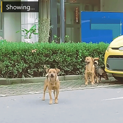 ecomvahub giphyupload anti barking dog training anti barking device GIF