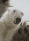 polar bear GIF