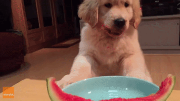 Happy Pup Devours a Slice of Watermelon