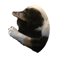 Animated Sticker