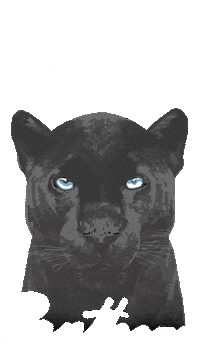 Keep Pounding Carolina Panthers Sticker by Girl Tribe Co.