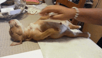 dog sleeping GIF