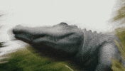 Confused Alligator GIF by San Francisco State University