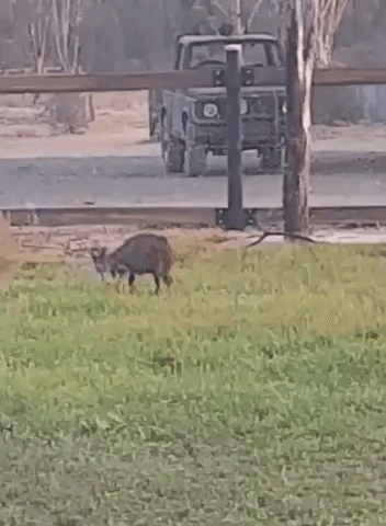 Clever Wallaby Drinks From Sprinkler in New South Wales