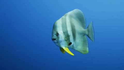 WeAreWater giphygifmaker ocean fish underwater GIF
