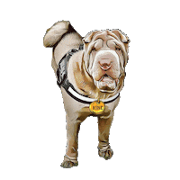 mrmatmc sharpei Sticker