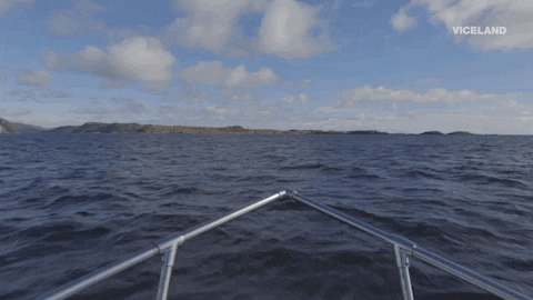viceland GIF by ABANDONED