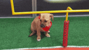 Animal Planet GIF by Puppy Bowl