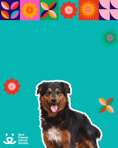 Mi Casa Latina GIF by Best Friends Animal Society