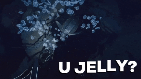Turtle Jellyfish GIF by Beyond Blue