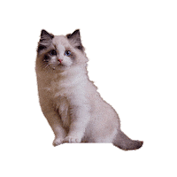 Kitten Sticker by ELLE