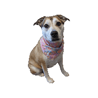 Moon Prism Power Sticker by Geekster Pets