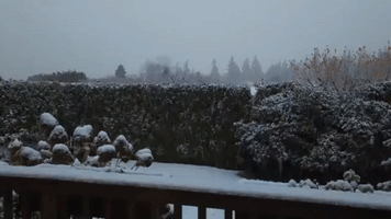 Snowy Scenes in Bellevue, Washington, Amid Winter Weather Advisory