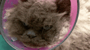 Grumpy Cat GIF by Nat Geo Wild