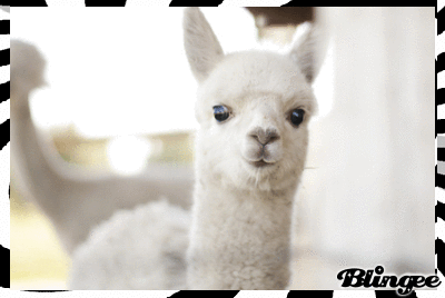 Baby-llama GIFs - Get the best GIF on GIPHY