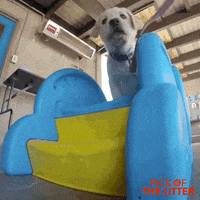 puppy falling GIF by Signature Entertainment
