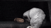 oikeuttaelaimille fox finland fur suomi GIF