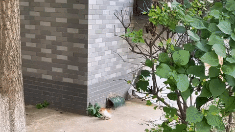cuteanimalland giphyupload GIF