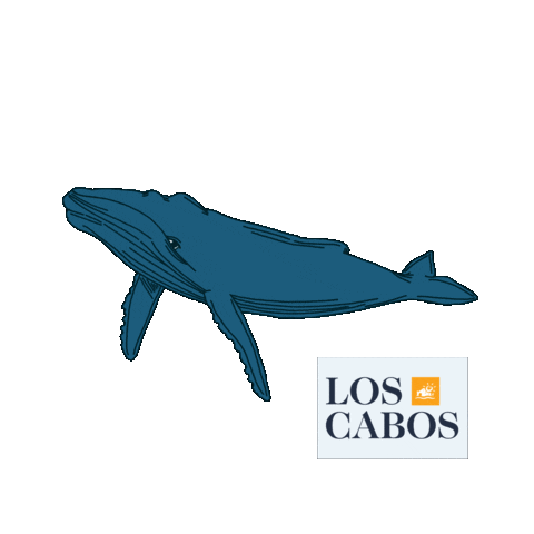 Marine Life Swimming Sticker by Digital Media Los Cabos