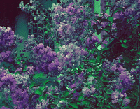 Flowers GIF by Jaime Martínez