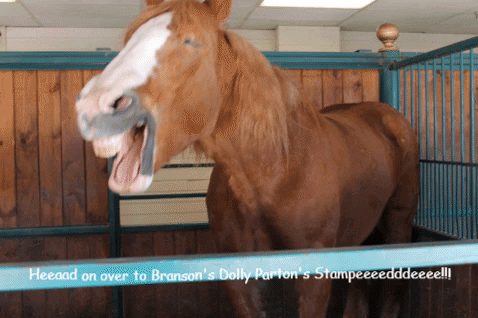 gwendolynmulholland giphygifmaker horse dolly partons stampede GIF