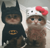 Batman Love Cat GIF