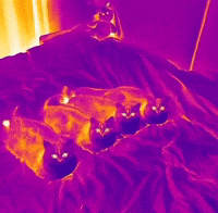 Cats GIF