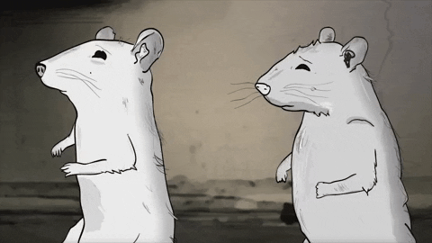season 1 cats GIF by Animals