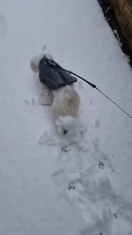 Excited Leeds Dog Enjoys First Experience of Snow