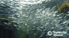 school of fish GIF by Monterey Bay Aquarium