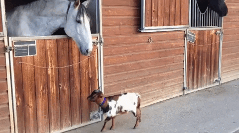 marie-adelecopin giphyupload GIF