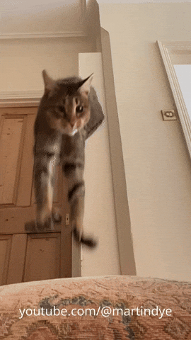 martinjdye giphyupload cat kitten cute cat GIF