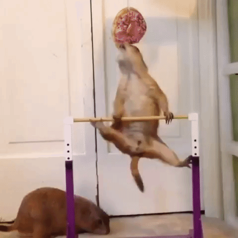 diet GIF by agconti