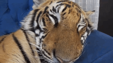 tiger waking GIF