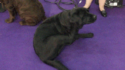 dog GIF by Westminster Kennel Club