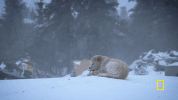 natgeochannel  GIF