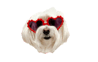 Dog Sticker by HammyandBrody