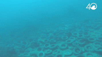 Osborne Reef