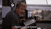 gordon ramsay fox GIF by Gordon Ramsay's 24 Hours to Hell and Back