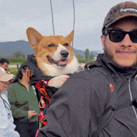 Corgi Cute Dog GIF
