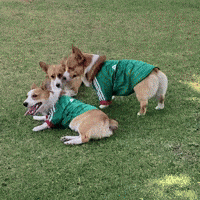 Corgi Cute Dogs GIF