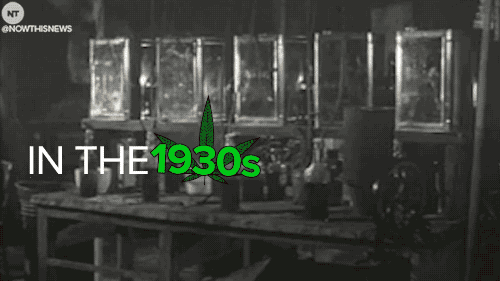 news weed GIF by NowThis 