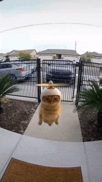 Cat Flying GIF
