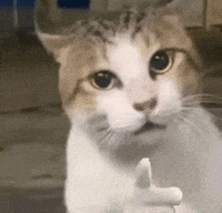 RishKa00 im watching you maybe later rude cat lookatmecat GIF