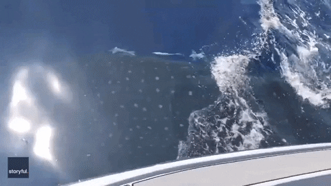 Whale Shark Fishing GIF by Storyful