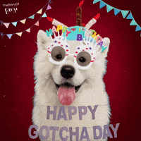 Happy Dog GIF