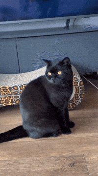 Black Cat Meow GIF